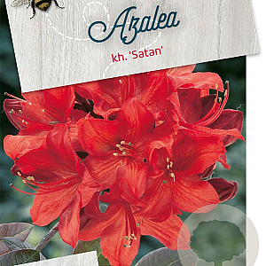 Rhododendron (AK) 'Satan' 50-60 cm 10L