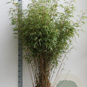 Fargesia rufa 125-150 cm 20L