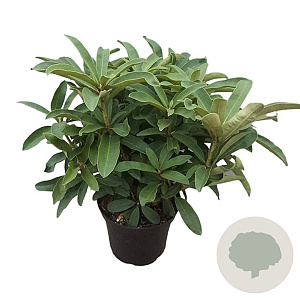 Rhododendron 'Wilgen's Ruby' 30-40 cm 5,0L struik