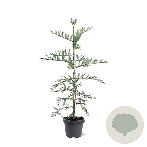 Sequoia sempervirens 100-125 cm 5,0L
