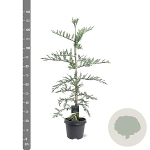 Sequoia sempervirens 100-125 cm 5,0L