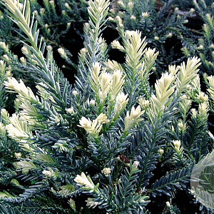 Sequoia s. 'Adpressa' 25-30 cm 3,5L