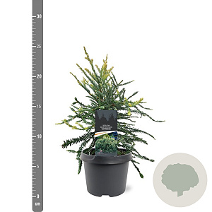 Sequoia s. 'Adpressa' 25-30 cm 3,5L