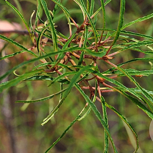 Frangula alnus 'Aspleniifolia' 100-125 cm 10L