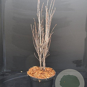 Frangula alnus Fine Line 50-60 cm 5,0L