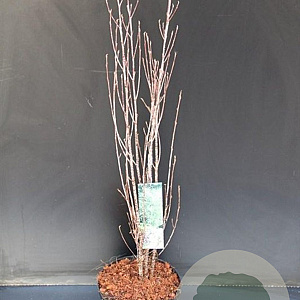 Frangula alnus Fine Line 60-80 cm 5,0L