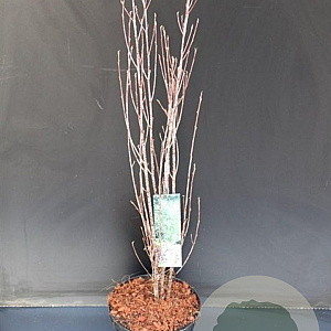 Frangula alnus Fine Line 60-80 cm 5,0L