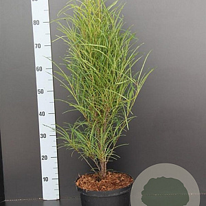 Frangula alnus Fine Line 60-80 cm 5,0L