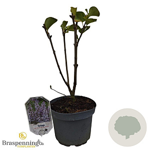 Syringa v. 'Katherine Havemeyer' 30-40 cm 3,0L