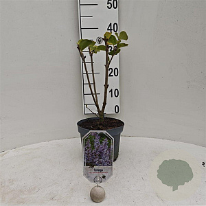 Syringa v. 'Katherine Havemeyer' 30-40 cm 3,0L