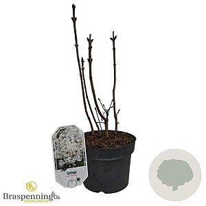 Syringa v. 'Primrose' 30-40 cm 3,0L