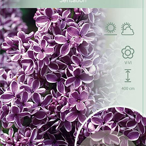Syringa v. 'Sensation' 60-80 cm 7,5L