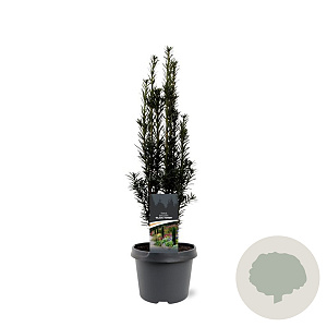 Taxus b. 'Black Tower' 40-50 cm 3,0L