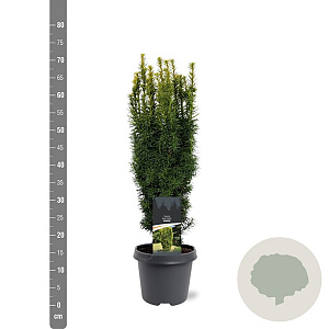 Taxus b. 'David' 50-60 cm 3,0L