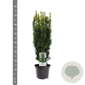 Taxus b. 'David' 50-60 cm 3,0L