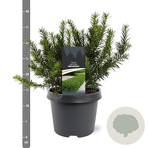 Taxus b. 'Repandens' 25-30 cm 3,5L