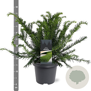 Taxus b. 'Repandens' 30-40 cm 5,0L