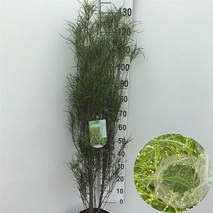 Frangula alnus Fine Line 100-125 cm 10L