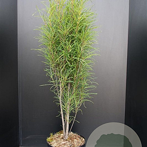 Frangula alnus Fine Line 100-125 cm 10L