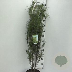 Frangula alnus Fine Line 100-125 cm 10L