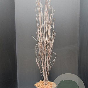 Frangula alnus Fine Line 100-125 cm 10L