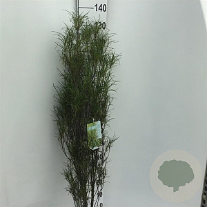 Frangula alnus Fine Line 100-125 cm 10L