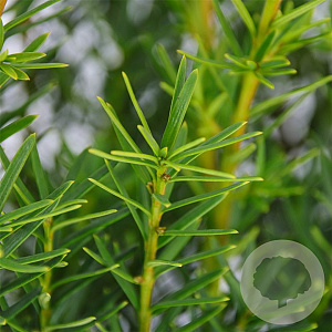 Taxus media 'Densiformis' 25-30 cm 3,5L