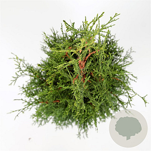 Thuja occidentalis 'King of Brabant' 125-150 cm 7,5L