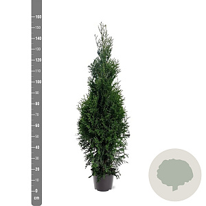 Thuja occidentalis 'King of Brabant' 125-150 cm 7,5L