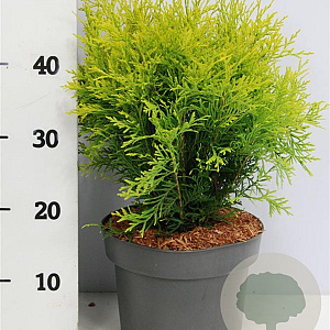 Thuja occ. 'Golden Globe' 30-40 cm 5,0L