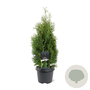 Thuja occ. 'Holmstrup' 40-50 cm 3,0L