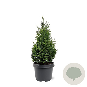 Thuja occ. 'Hurricane' 40-50 cm 3,0L
