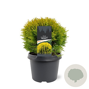Thuja occ. 'Mirjam' 25-30 cm 3,5L