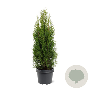 Thuja occ. 'Smaragd' 50-60 cm 3,0L