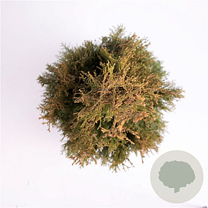 Thuja occ. 'Smaragd' 125-150 cm 10L