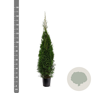 Thuja occ. 'Smaragd' 125-150 cm 10L