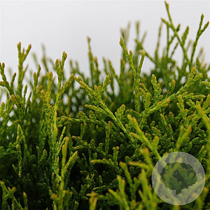 Thuja occ. 'Tiny Tim' 25-30 cm 3,5L