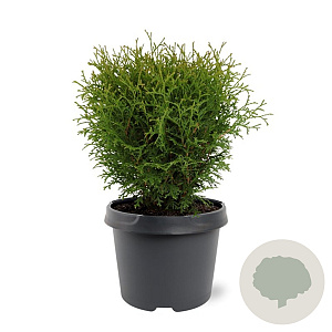 Thuja occ. 'Tiny Tim' 25-30 cm 3,5L