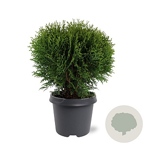 Thuja occ. 'Tiny Tim' 30-40 cm 5,0L
