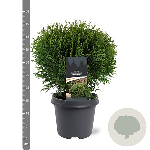 Thuja occ. 'Tiny Tim' 30-40 cm 5,0L