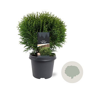 Thuja occ. 'Tiny Tim' 30-40 cm 5,0L