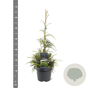 Thuja plicata 'Aldrich Mountain' 40-50 cm 3,0L