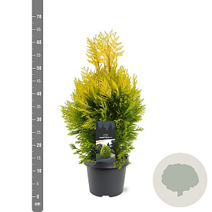 Thuja pl. '4ever' 40-50 cm 3,0L