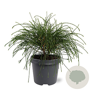 Thuja pl. 'Whipcord' 30-40 cm 5,0L