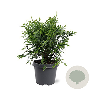 Thujopsis dolabrata 40-50 cm 5,0L