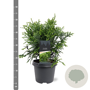 Thujopsis dolabrata 40-50 cm 5,0L