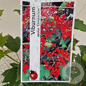 Viburnum opulus 'Compactum' 40-50 cm 3,0L