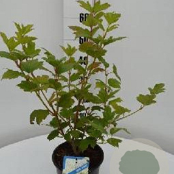 Viburnum opulus 'Roseum' 40-50 cm 3,0L