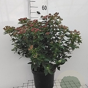 Viburnum tinus 40-50 cm 7,5L