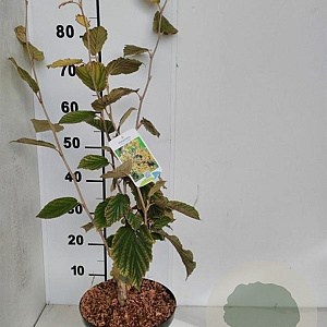 Hamamelis int. 'Arnold Promise' 60-80 cm met kluit